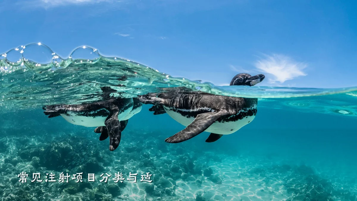 常见注射项目分类与适