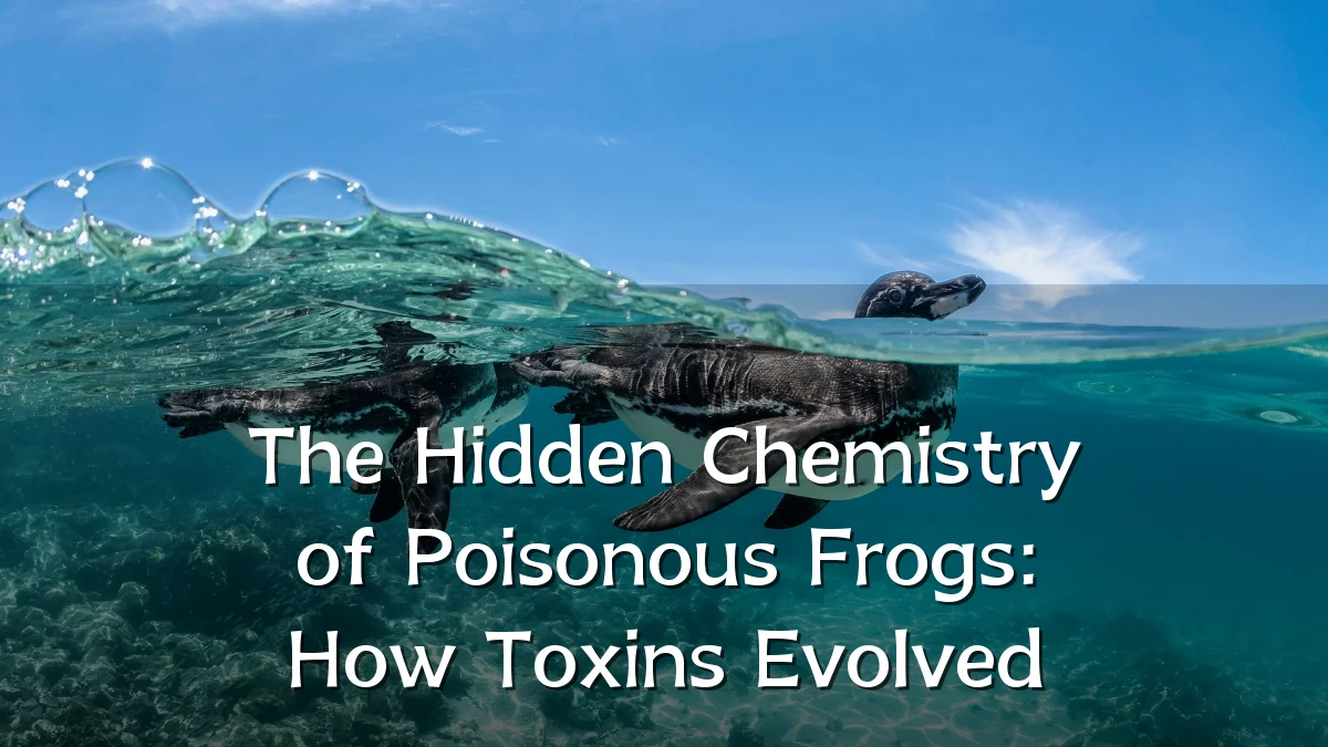 The Hidden Chemistry of Poisonous Frogs: How Toxins Evolved