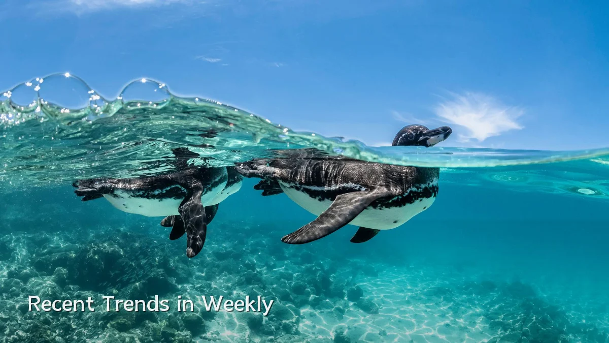 Recent Trends in Weekly