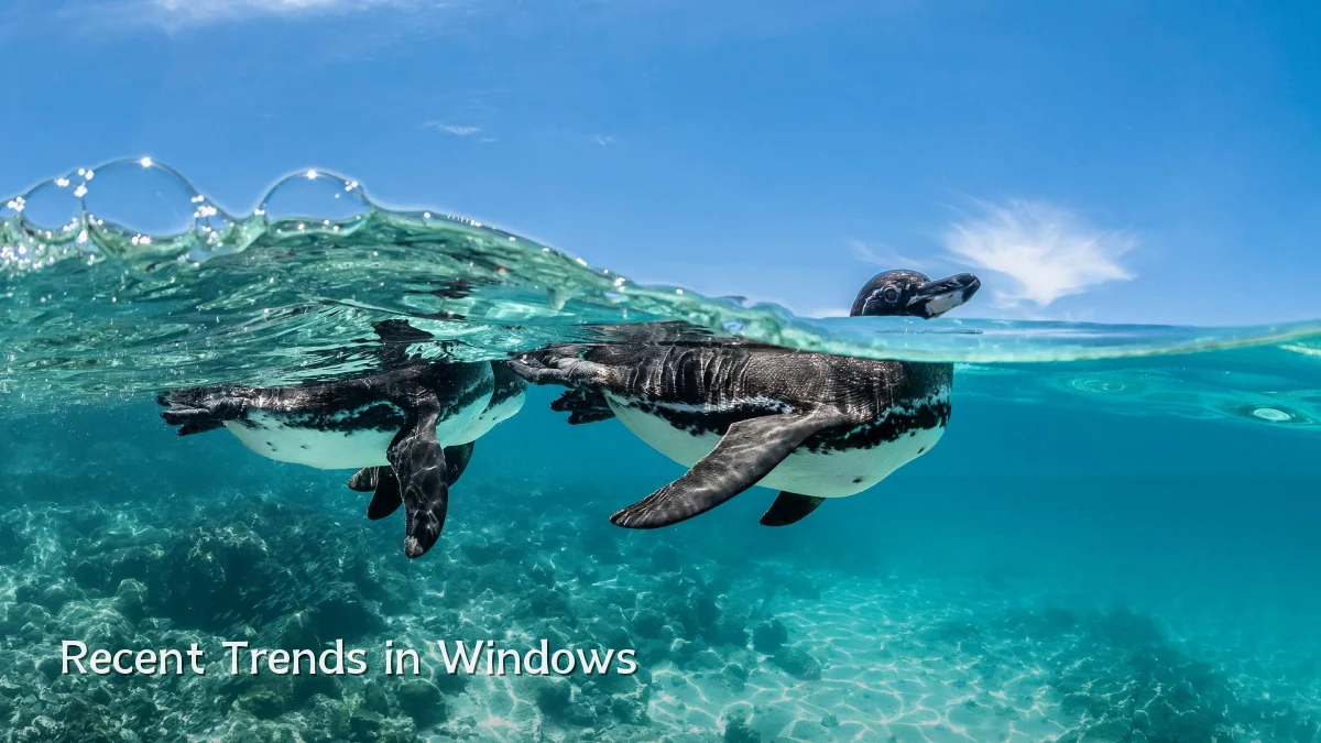Recent Trends in Windows