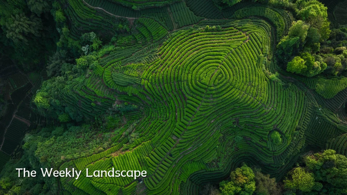 The Weekly Landscape